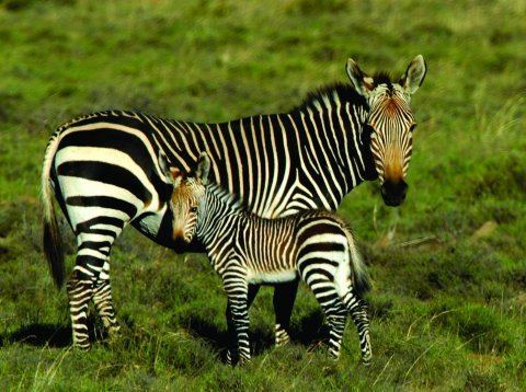 Mountain zebra Mountain Zebra Equus zebra Moderately Endangered