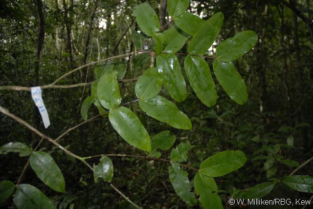 Mouriri Mouriri nervosa Pilger Melastomataceae Neotropical plant images