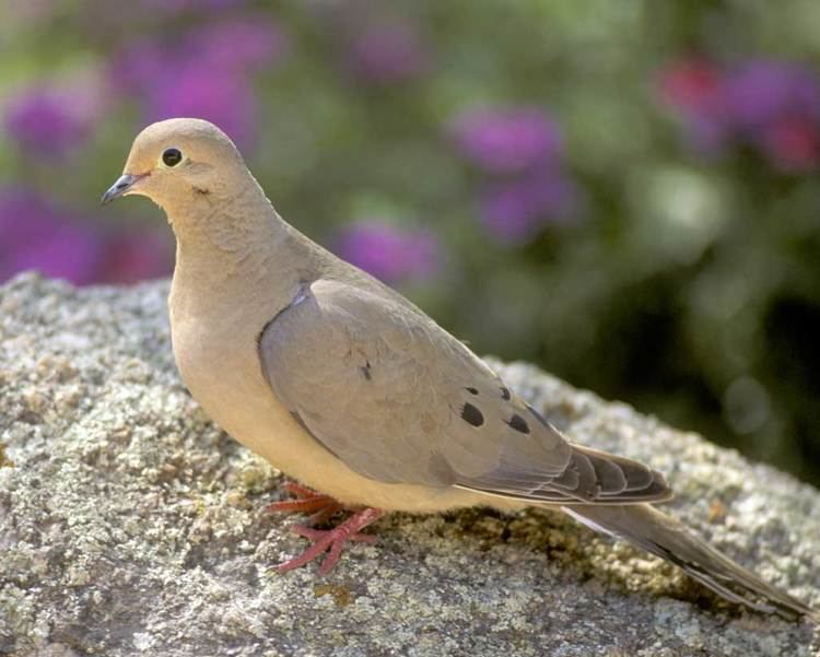 Mourning dove Mourning Dove Audubon Field Guide