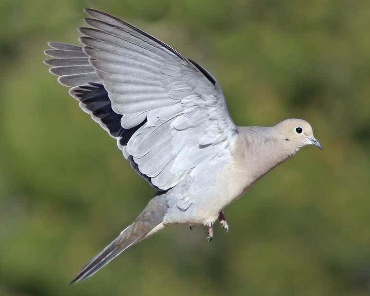 Mourning dove Mourning Dove Audubon Field Guide