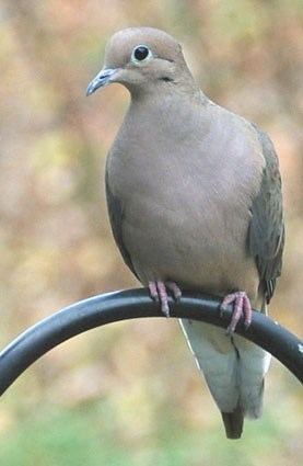 Mourning dove Mourning Dove Identification All About Birds Cornell Lab of