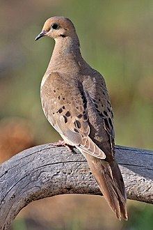 Mourning dove httpsuploadwikimediaorgwikipediacommonsthu