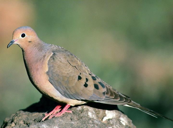 Mourning dove Bird Sounds and Songs of the Mourning Dove The Old Farmer39s Almanac