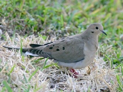 Mourning dove Mourning Dove Identification All About Birds Cornell Lab of