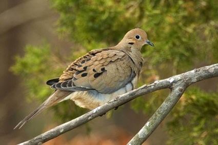 Mourning dove Mourning Dove Identification All About Birds Cornell Lab of