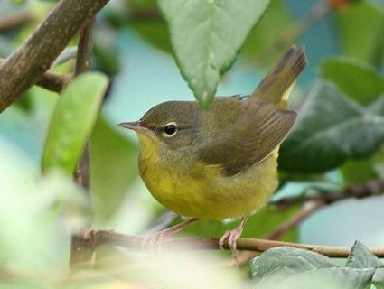 Mourning warbler Mourning Warbler Identification All About Birds Cornell Lab of