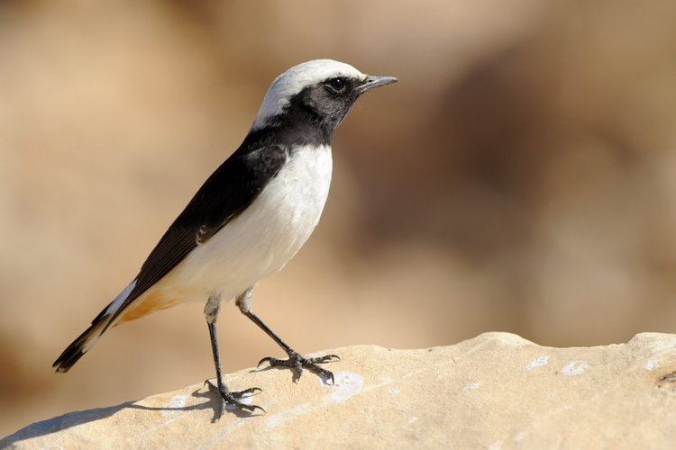 Mourning wheatear Mourning Wheatear Photo Gallery by efifirst at pbasecom