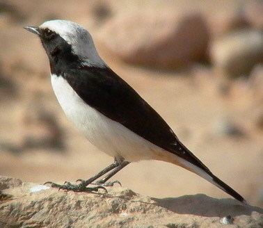 Mourning wheatear Surfbirds Online Photo Gallery Search Results