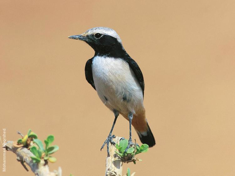 Mourning wheatear Eastern Mourning Wheatear KuwaitBirdsorg