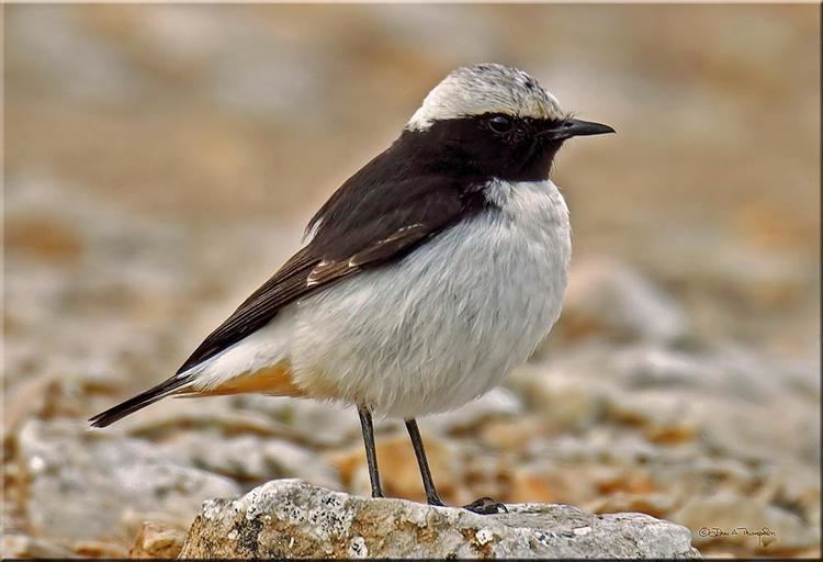 Mourning wheatear Photos of Mourning Wheatear Oenanthe lugens the Internet Bird