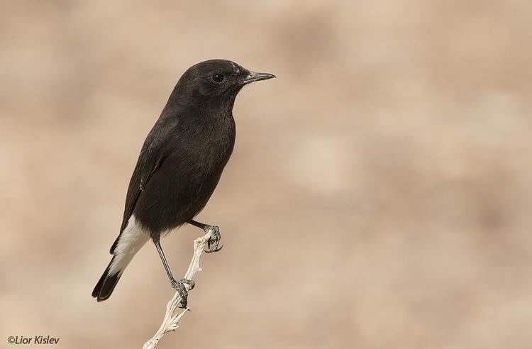 Mourning wheatear Mourning Wheatear Oenanthe lugens videos photos and sound