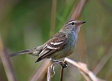 Mouse-colored tyrannulet Mousecolored tyrannulet Wikipedia