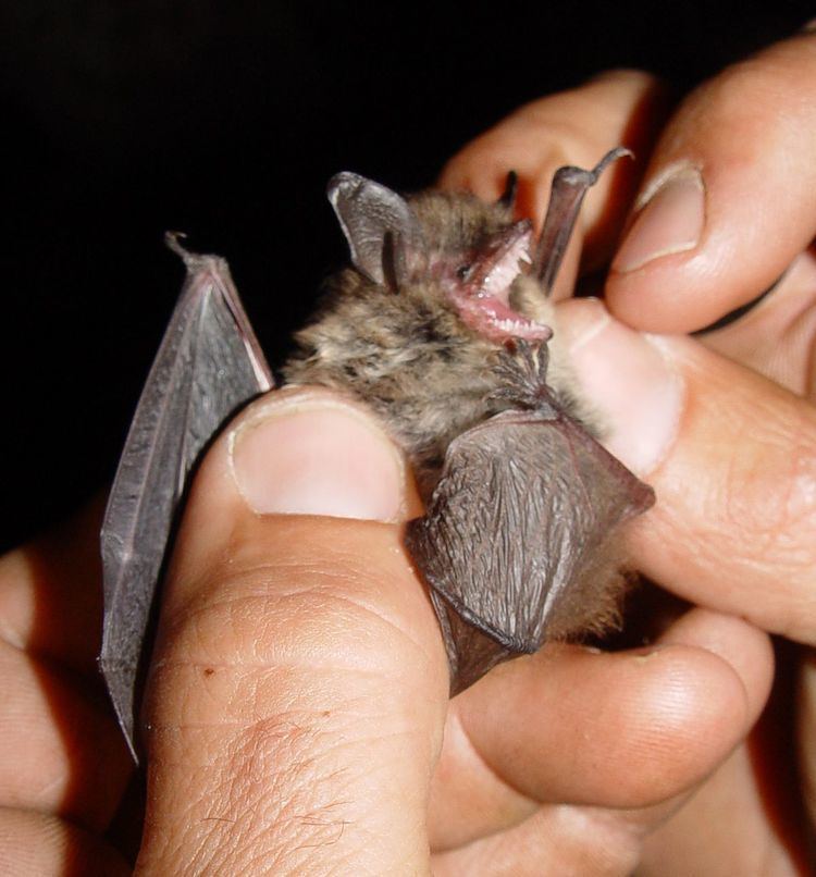 Mouse-eared bat httpsuploadwikimediaorgwikipediacommonsthu
