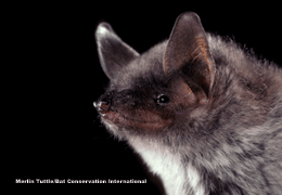Mouse-eared bat Cave Myotis Bat Fact Sheet