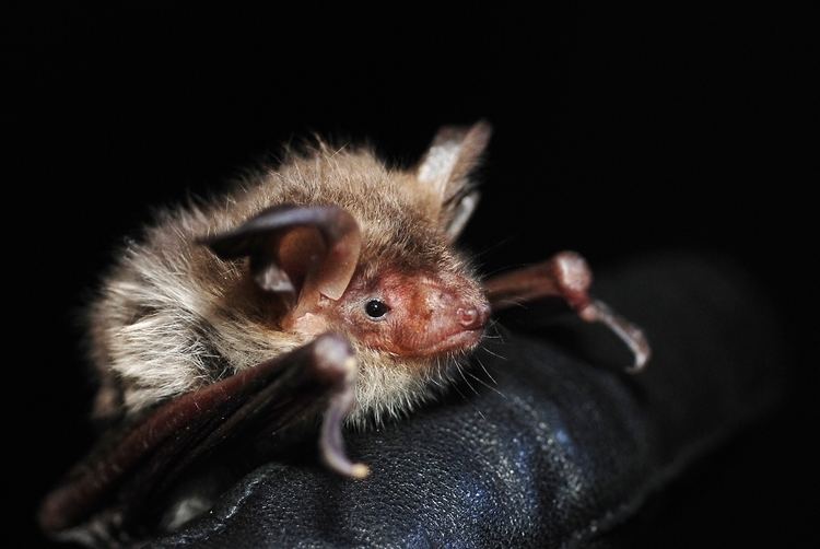 Mouse-eared bat FileMyotis bechsteinijpg Wikimedia Commons
