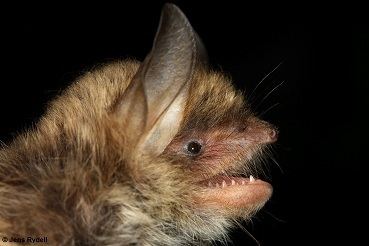 Mouse-eared bat Myotis escalerai UNEPEUROBATS