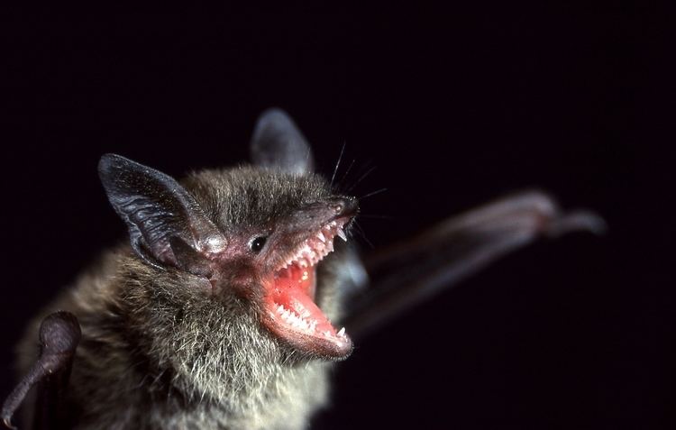 Mouse-eared bat Little Brown Myotis Georgian Bay Biosphere Reserve