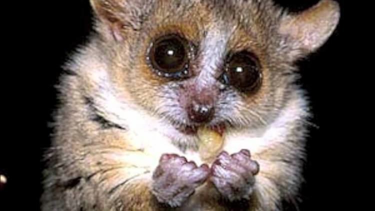 Mouse lemur Mouse Lemur YouTube