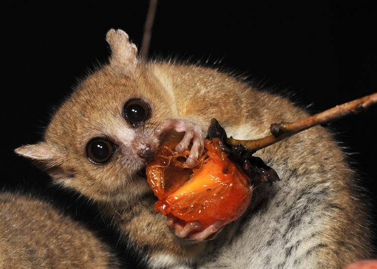 Mouse lemur Grey Mouse Lemur Duke Lemur Center