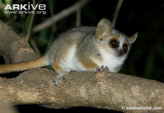 Mouse lemur Madame Berthe39s mouse lemur videos photos and facts Microcebus