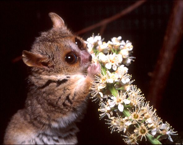 Mouse lemur Grey Mouse Lemur Duke Lemur Center