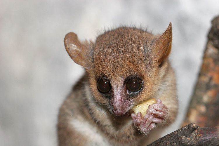 Mouse lemur Grey Mouse Lemur Microcebus Murinus Animals AZ Animals