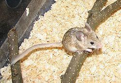 Mouse-like hamster httpsuploadwikimediaorgwikipediacommonsthu