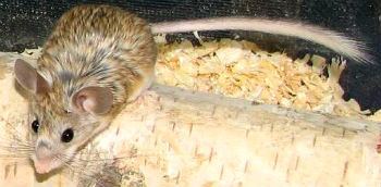 Mouse-like hamster Mouselikehamster Hybrids Mammalian Hybrids