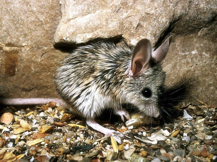 Mouse-like hamster Image Calomyscus bailwardi Mouselike Hamster BioLibcz