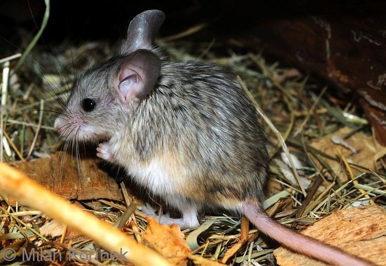 Mouse-like hamster Image Calomyscus mystax Afghan Mouselike Hamster BioLibcz