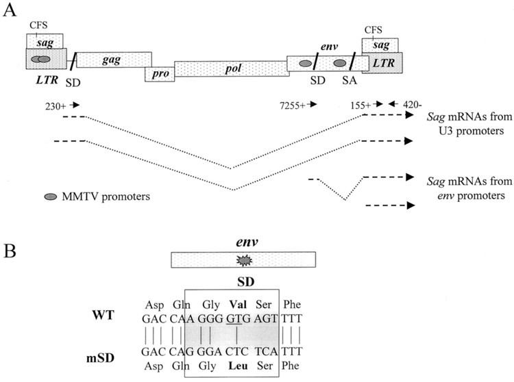 Mouse mammary tumor virus jviasmorgcontent74209431F1largejpg