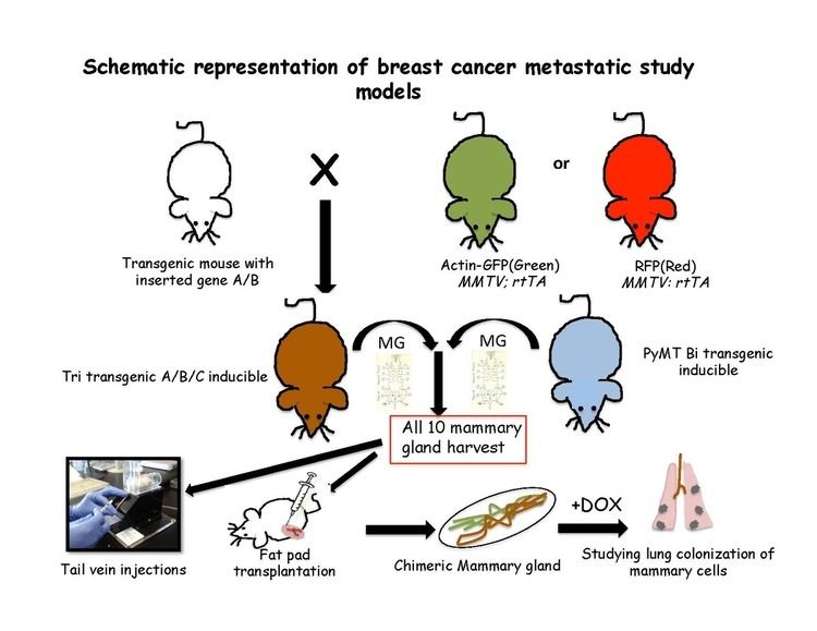 Mouse models of breast cancer metastasis