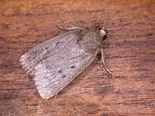 Mouse moth Mouse moth Wikipedia
