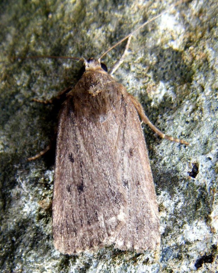 Mouse moth Mouse Moth Amphipyra tragopoginis NatureSpot