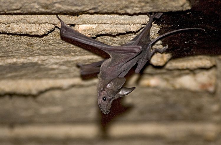 Mouse-tailed bat TrekNature Greater Mousetailed Bat Photo