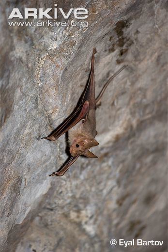 Mouse-tailed bat Lesser mousetailed bat videos photos and facts Rhinopoma