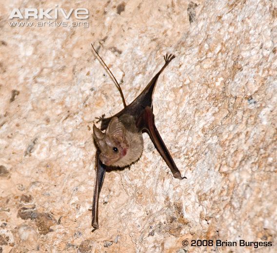 Mouse-tailed bat Muscat mousetailed bat photo Rhinopoma muscatellum G49200 ARKive