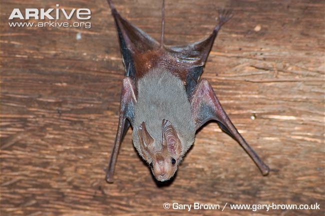 Mouse-tailed bat Greater mousetailed bat videos photos and facts Rhinopoma