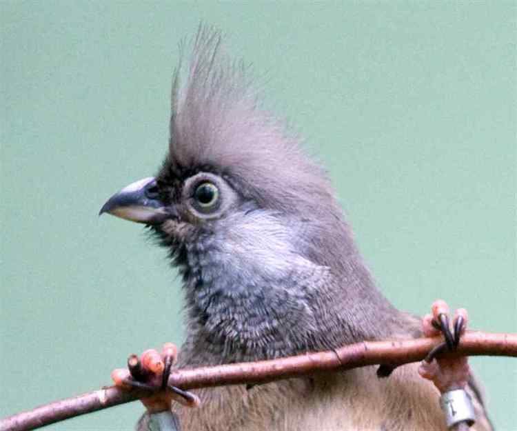 Mousebird 1000 images about Mousebirds on Pinterest Warm Passerine and The