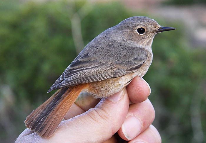 Moussier's redstart Surfbirds Online Photo Gallery Search Results