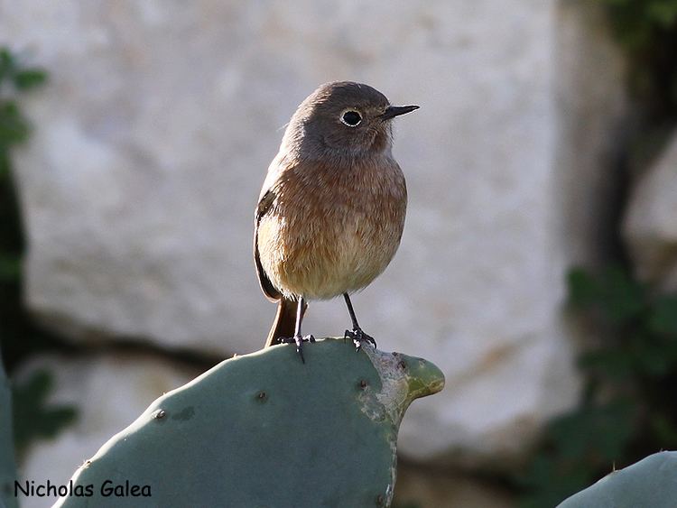 Moussier's redstart Birdwatching in Malta Moussier39s Redstart