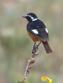 Moussier's redstart httpsuploadwikimediaorgwikipediacommonsthu