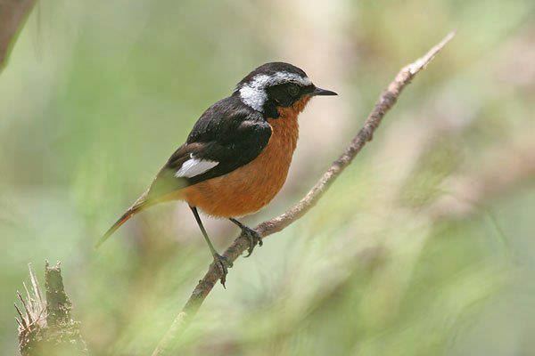 Moussier's redstart Surfbirds Online Photo Gallery Search Results