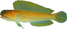 Moustache jawfish httpsuploadwikimediaorgwikipediacommons00