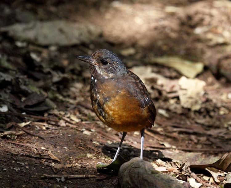 Moustached antpitta Moustached Antpitta Grallaria alleni videos photos and sound