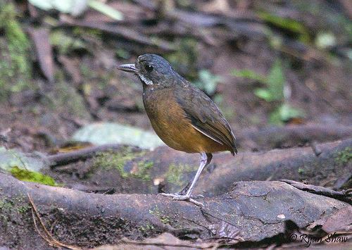 Moustached antpitta Moustached Antpitta Grallaria alleni a photo on Flickriver
