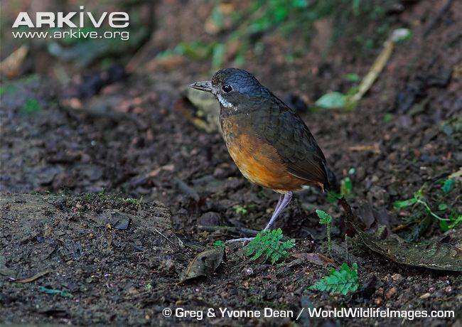 Moustached antpitta Moustached antpitta videos photos and facts Grallaria alleni ARKive