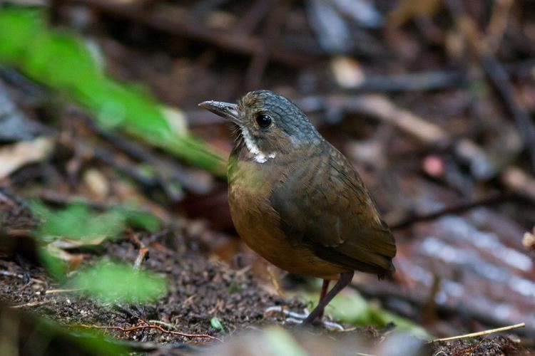 Moustached antpitta Moustached Antpitta Grallaria alleni Adult portrait the Internet