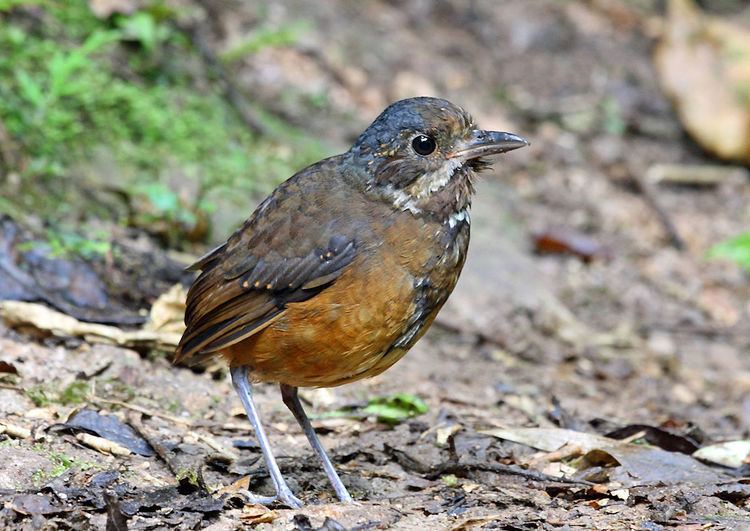 Moustached antpitta Moustached antpitta Wikipedia