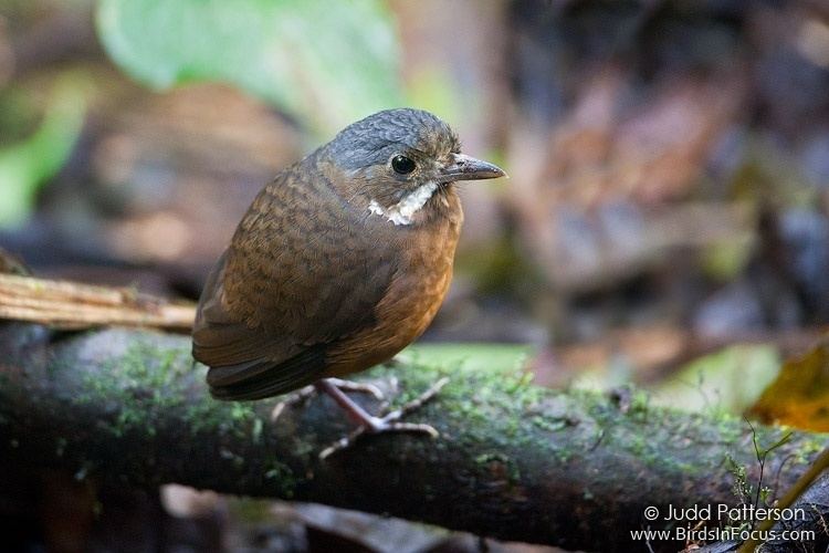 Moustached antpitta Birds in Focus Moustached Antpitta